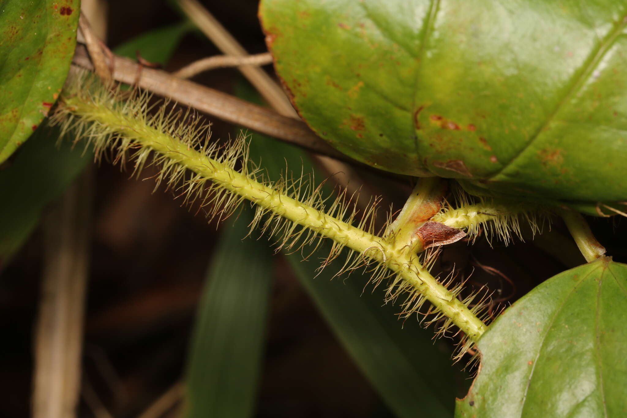 Smilax horridiramula Hayata resmi