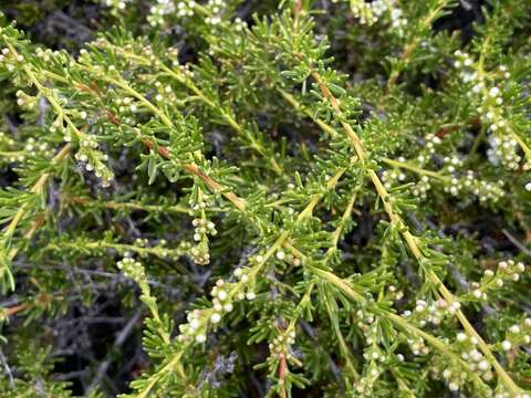 Imagem de Adenostoma fasciculatum Hook. & Arn.