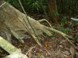 صورة <i>Sterculia allenii</i>