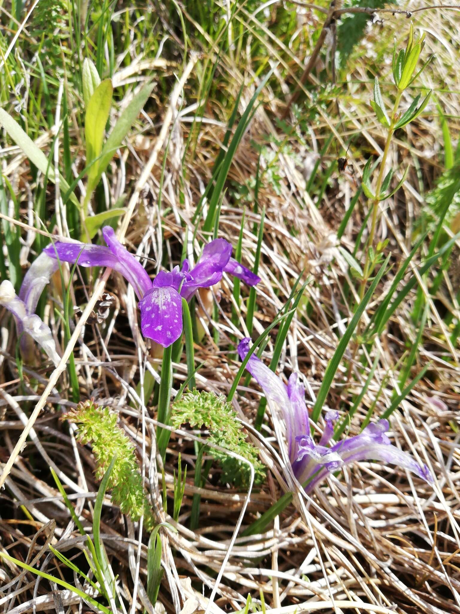 Plancia ëd Iris ruthenica Ker Gawl.