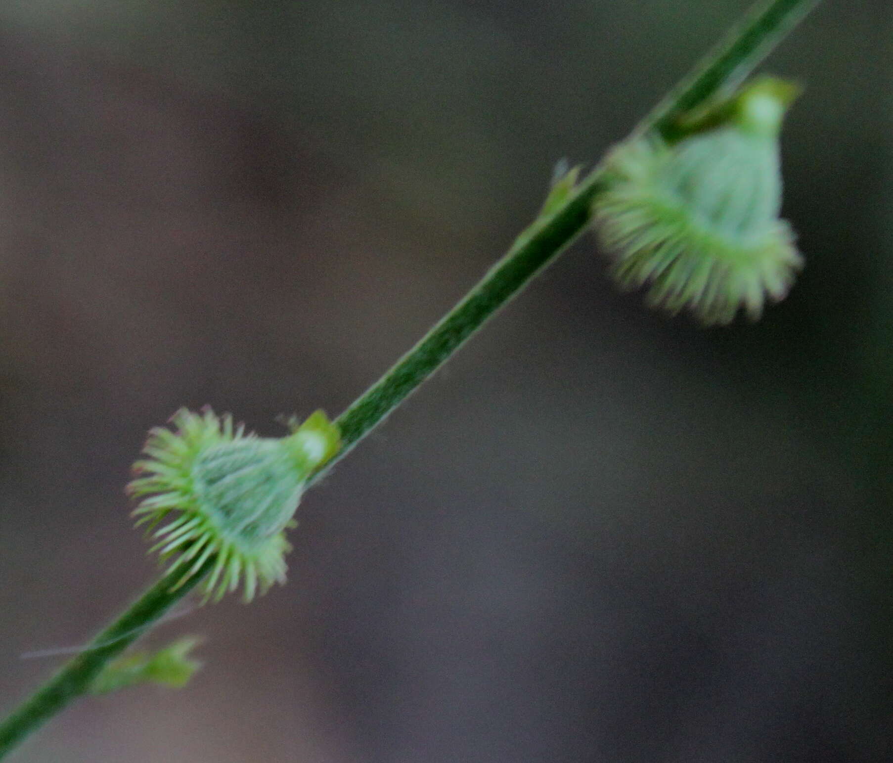 Image of incised agrimony