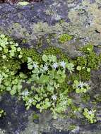 Image of Sedum jaliscanum S. Wats.