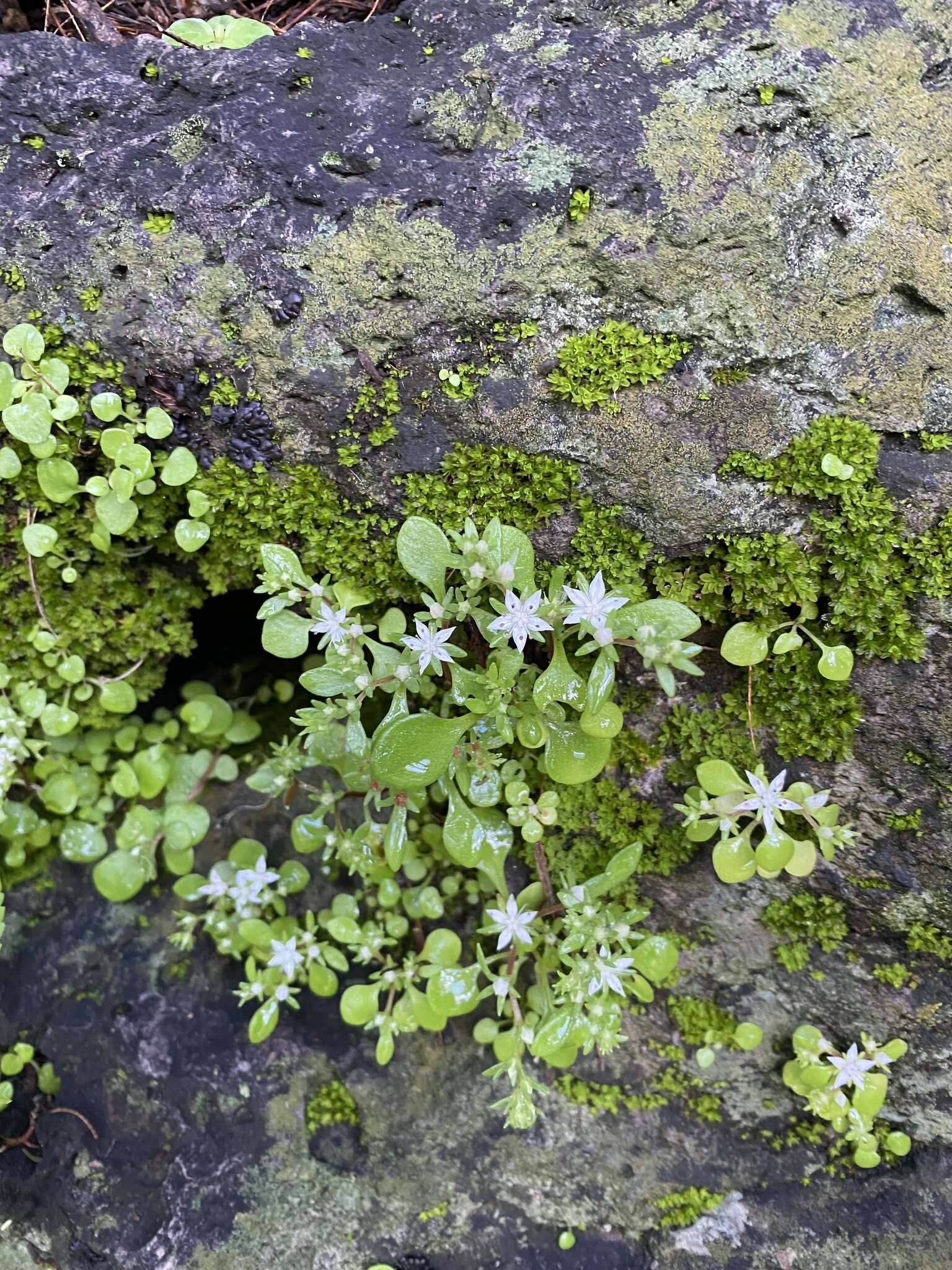 Image of Sedum jaliscanum S. Wats.