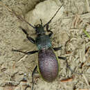 Carabus (Morphocarabus) hummelii Fischer von Waldheim 1823 resmi