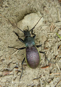 Image de Carabus (Morphocarabus) hummelii Fischer von Waldheim 1823