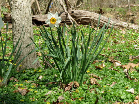 Image of Pheasant's-eye narcissus