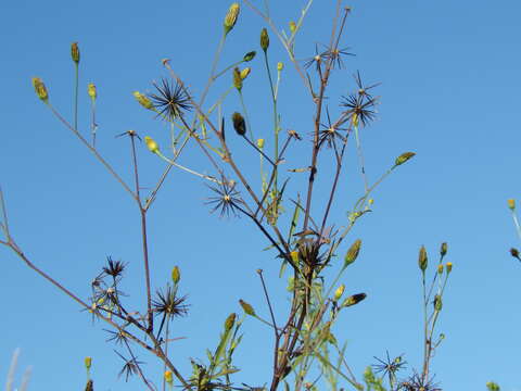 Image of Bidens subalternans DC.