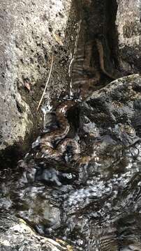 Image of Narrowhead Garter Snake