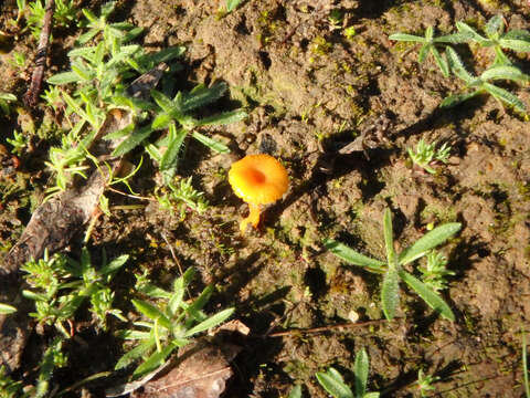 Image of Lichenomphalia chromacea (Cleland) Redhead, Lutzoni, Moncalvo & Vilgalys 2002