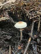 Lepiota castaneidisca Murrill 1912 resmi