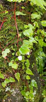 Image of Begonia dioica Buch.-Ham. ex D. Don