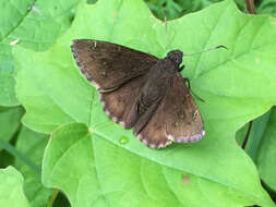 Image of Northern Cloudywing