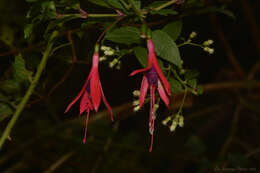 Image of Fuchsia regia (Vand. ex Vell.) Munz