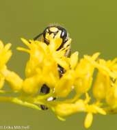 Image of Philanthus solivagus Say 1837