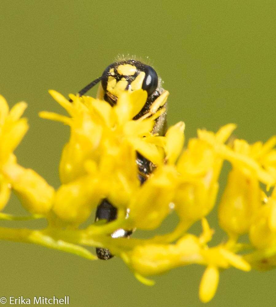 Image of Philanthus solivagus Say 1837