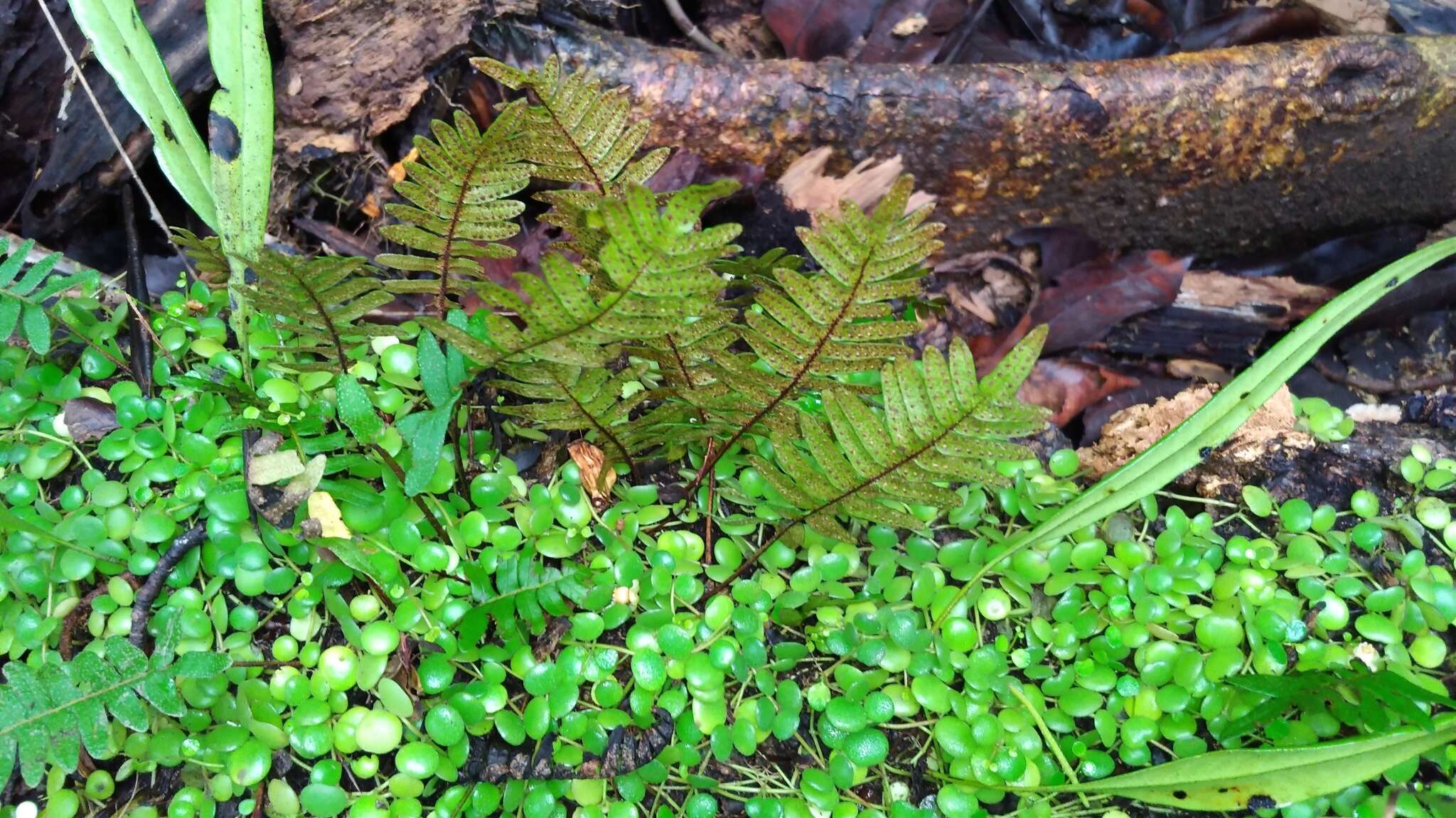 Image of resurrection fern