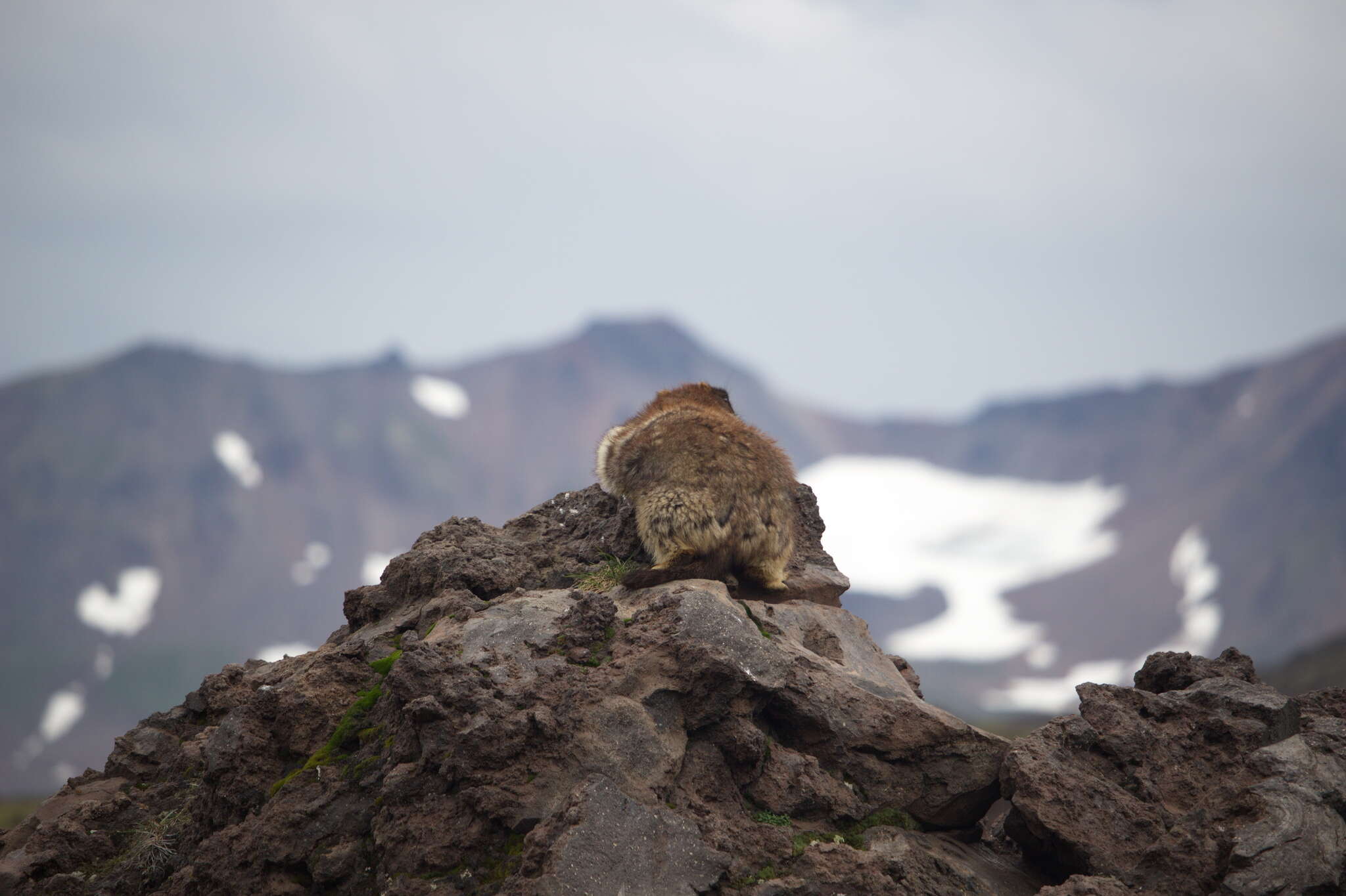 Image of Black-capped Marmot