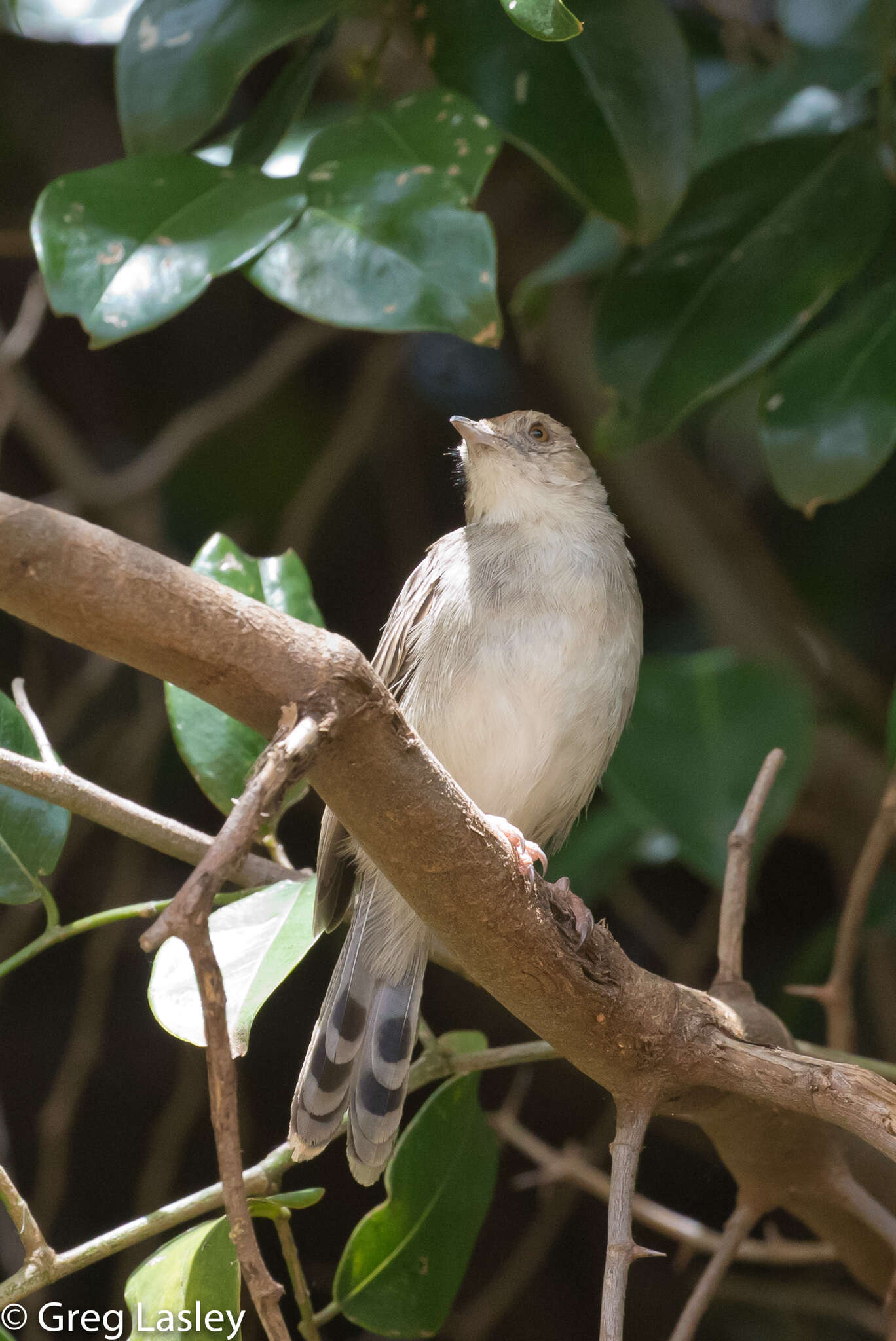 Cisticola chiniana (Smith & A 1843) resmi