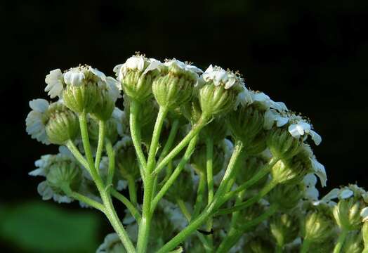 Image of Tanacetum macrophyllum (Waldst. & Kit.) Sch. Bip.