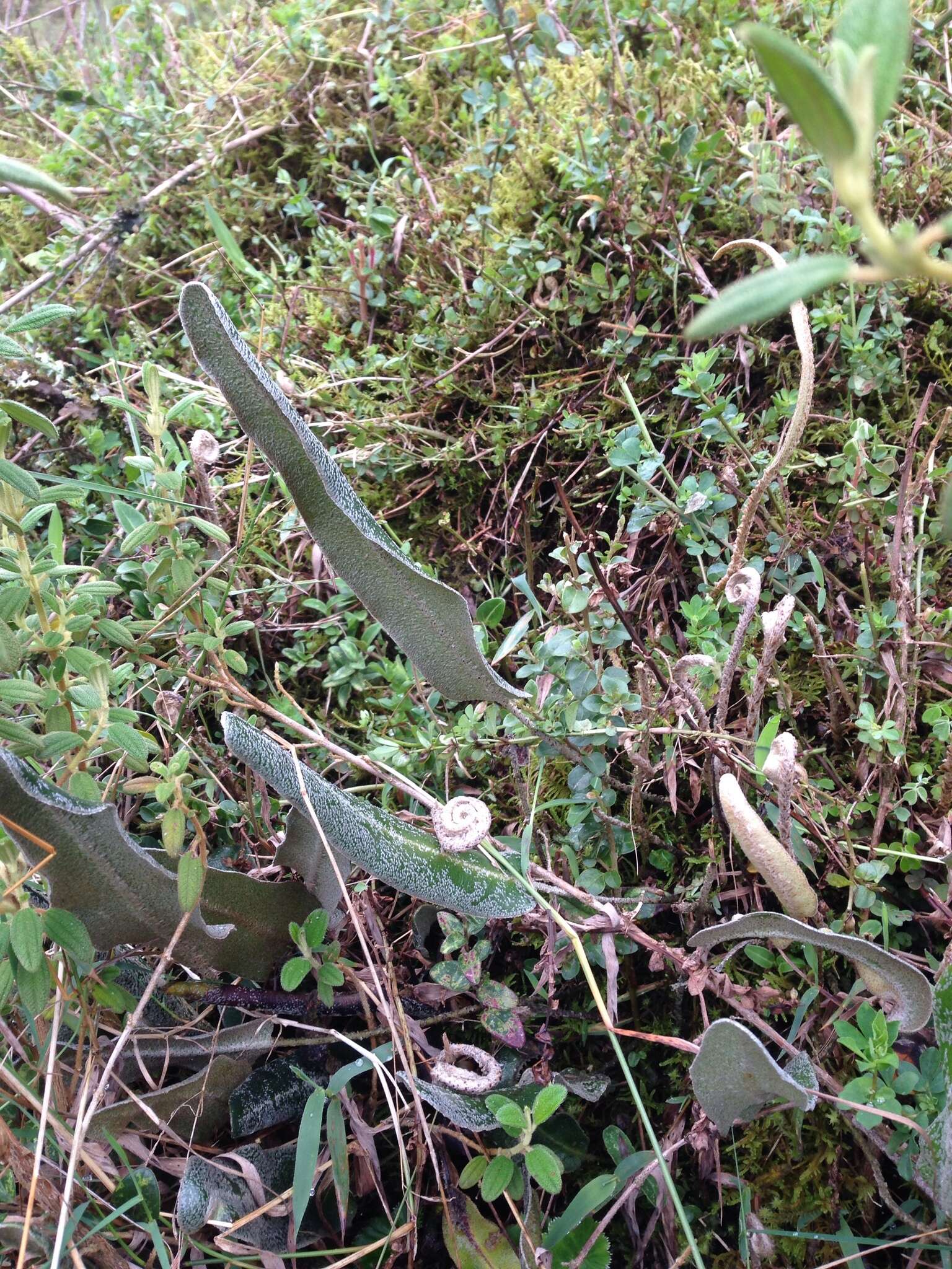 Sivun Elaphoglossum engelii (H. Karst.) H. Christ kuva