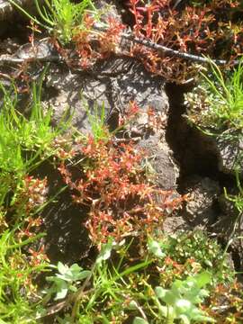 Image of water pygmyweed