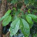 Image of Chione venosa var. mexicana (Standl.) David W. Taylor