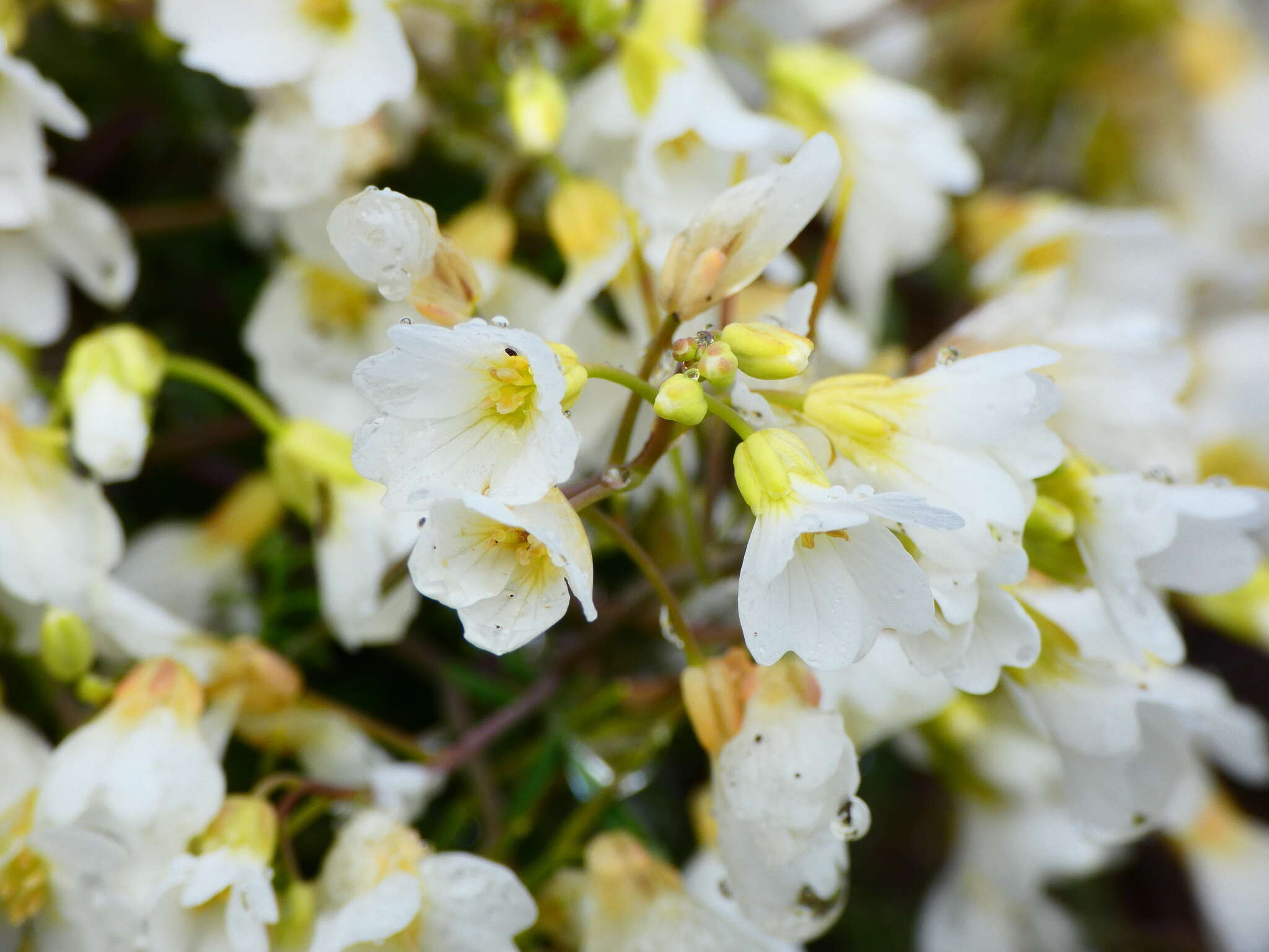 Imagem de Cardamine glauca Spreng.