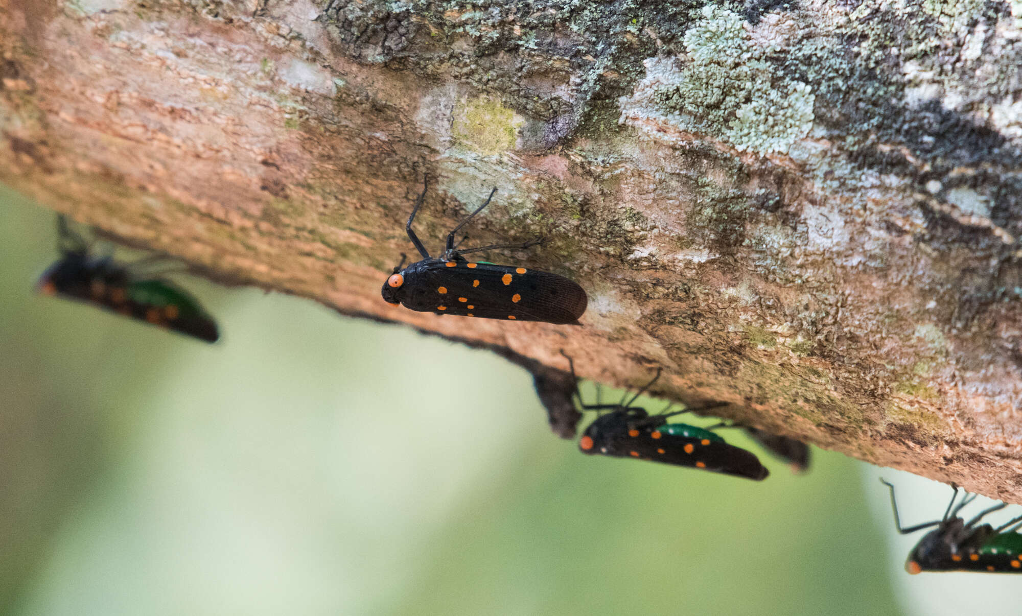 Imagem de Desudaba maculata Distant 1892