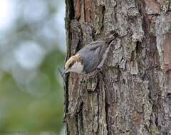 Image of Brown-headed Nuthatch