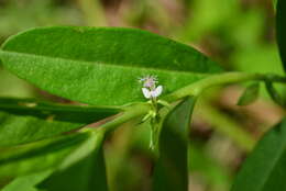 Image of Polygala glomerata Lour.