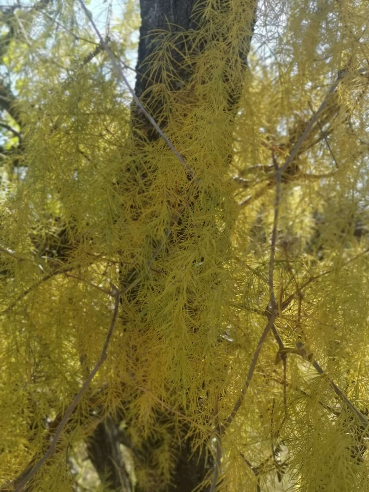 Image of Asparagus buchananii Baker