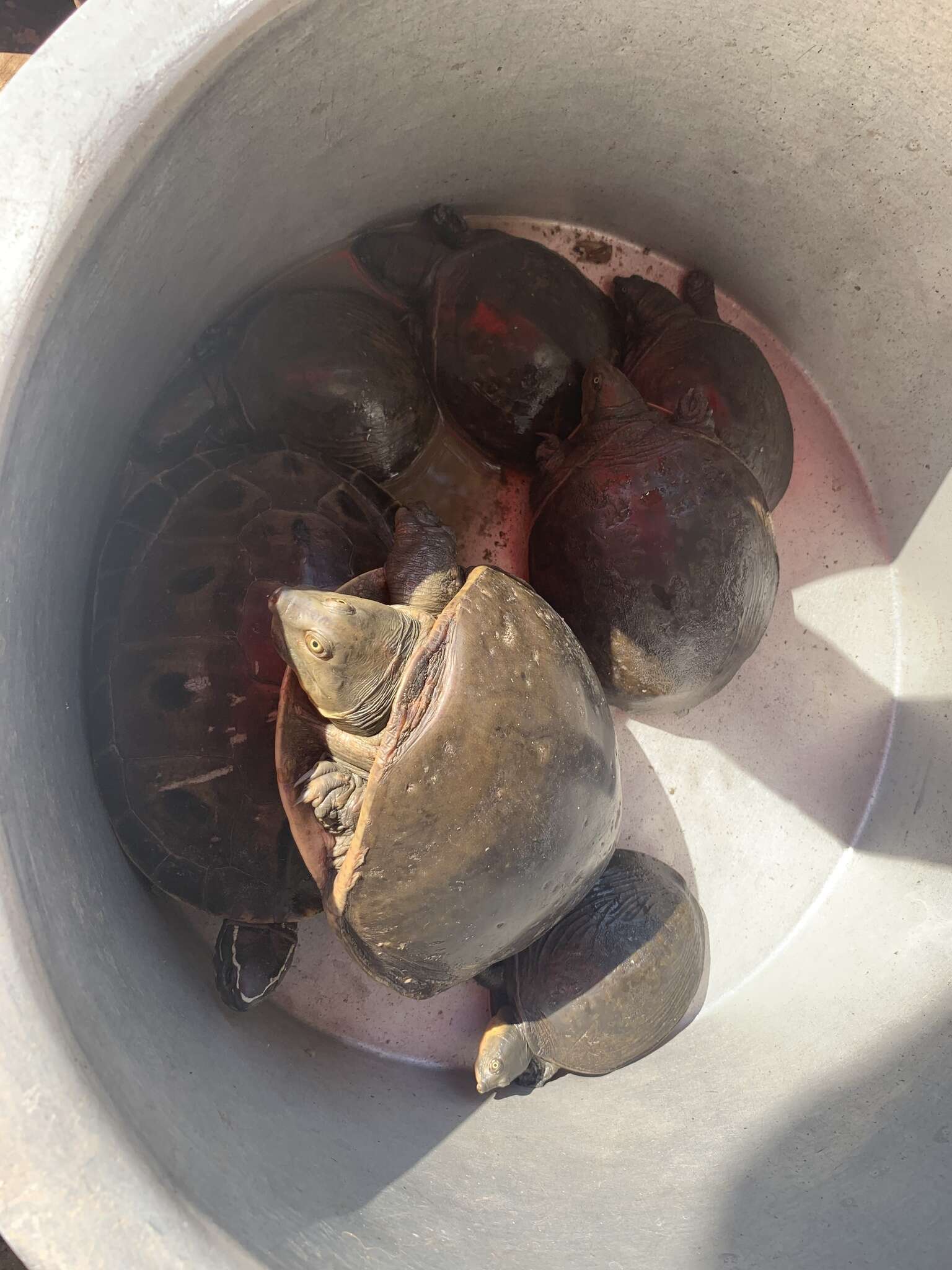 Image of Burmese Flapshell Turtle