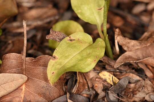 Image of Costa Rican lady's tresses