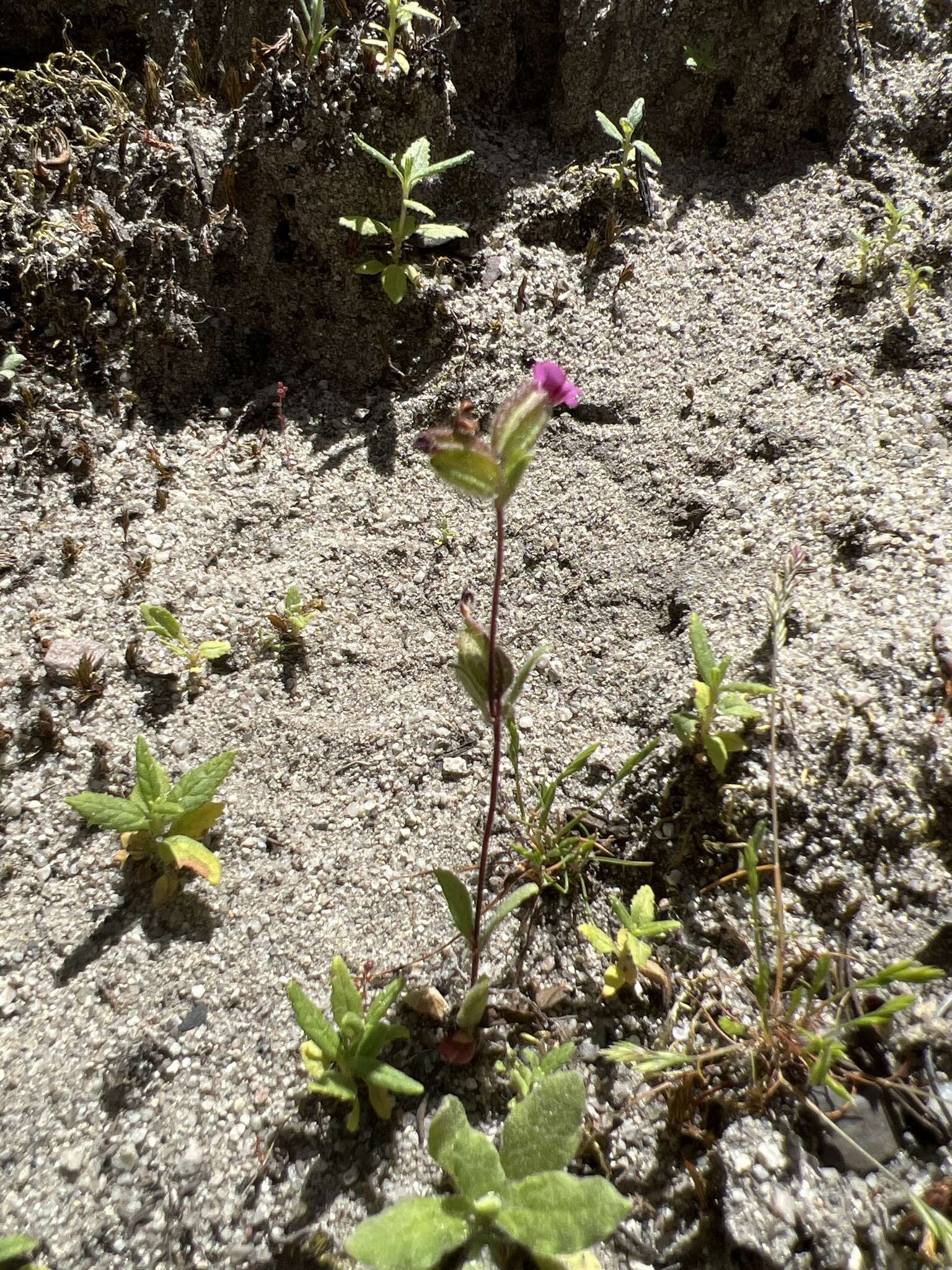 Image of Rattan's monkeyflower