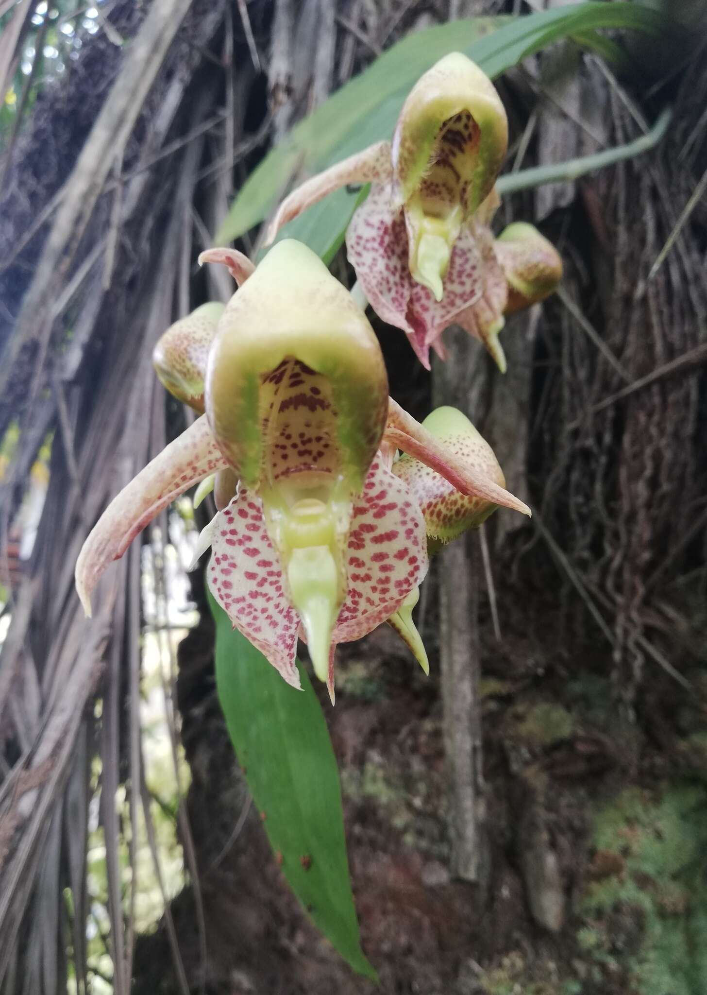 Image de Catasetum maculatum Kunth