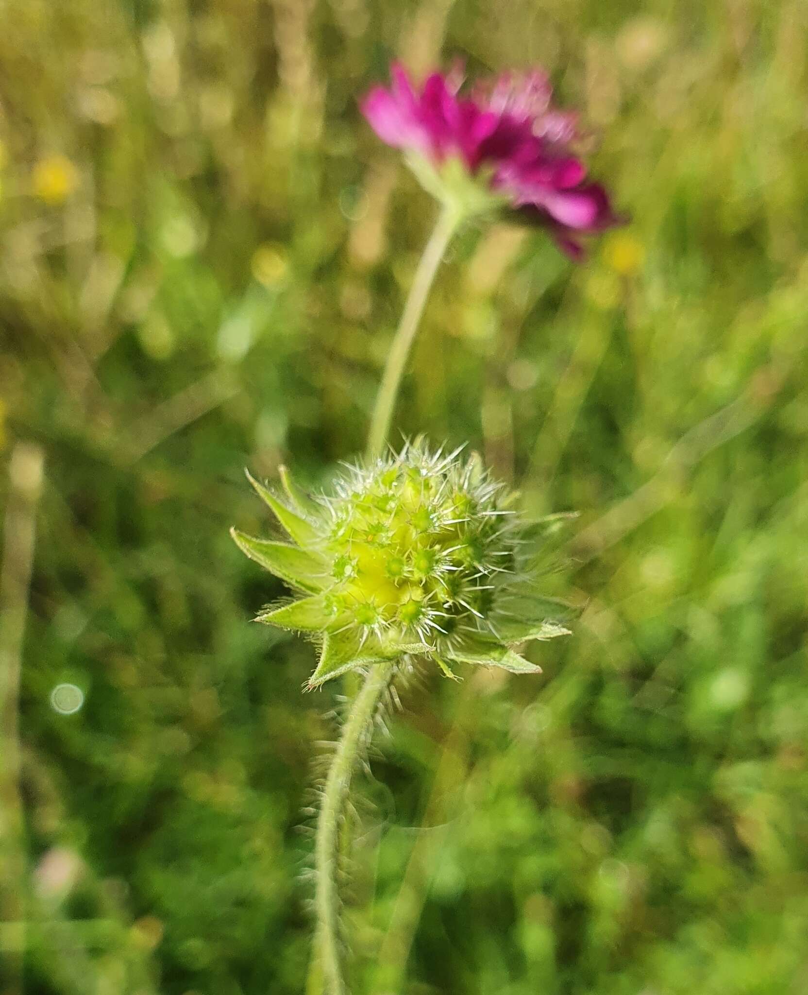 Слика од Knautia macedonica Griseb.