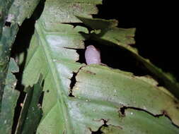 Image of Bolitoglossa peruviana (Boulenger 1883)