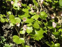 Image of Begonia uniflora S. Watson