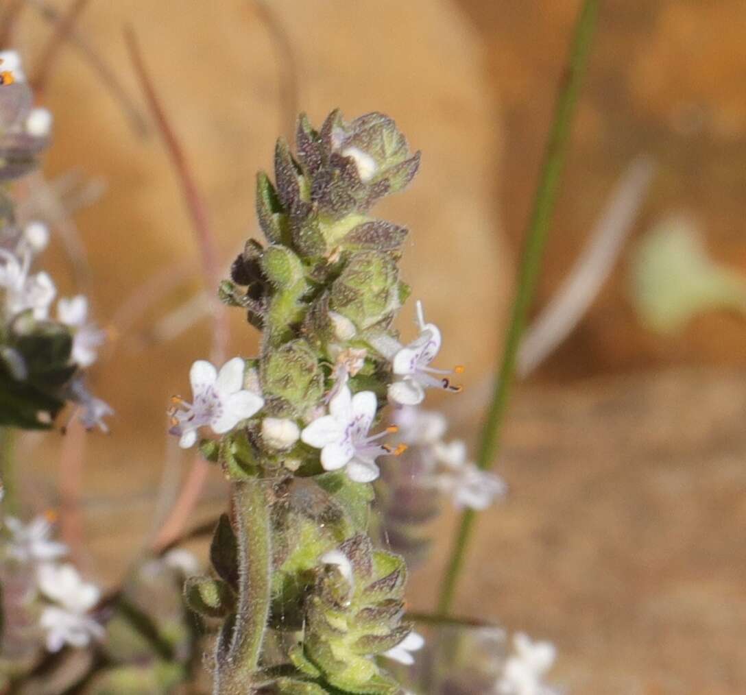 Aeollanthus buchnerianus Briq. resmi