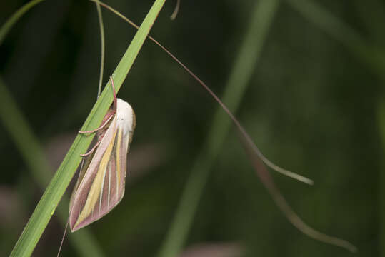 Image de Leucophlebia lineata Westwood 1847