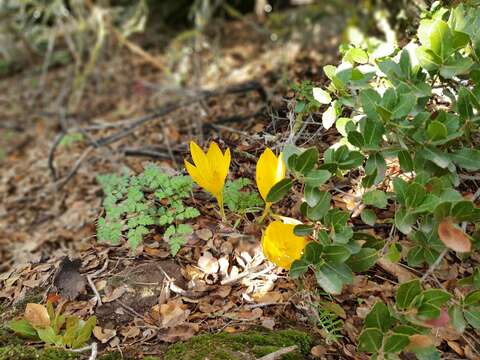 Image de Sternbergia clusiana (Ker Gawl.) Ker Gawl. ex Spreng.