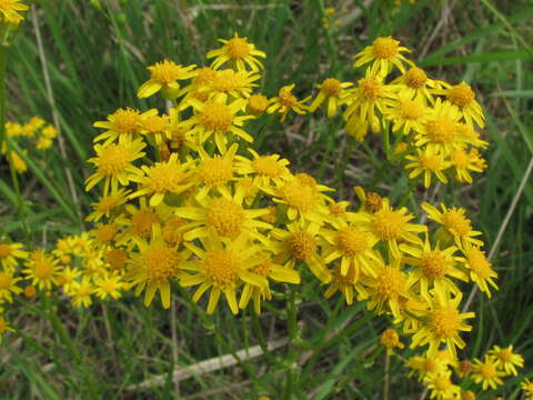 Image of Small's ragwort