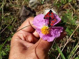 Image of Zygaena graslini Lederer 1855