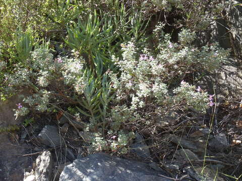 Imagem de Pelargonium exstipulatum (Cav.) L'Her.