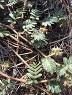 Image of puncturevine