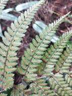 Слика од Athyrium clivicola Tag.