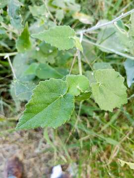 Image of whiteleaf Indian mallow