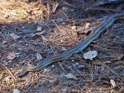 Pituophis catenifer catenifer (Blainville 1835)的圖片