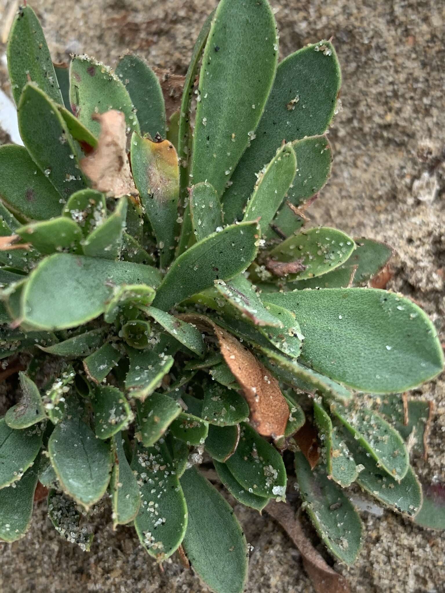 Image of Algerian sea lavender