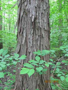 Image of northern spicebush